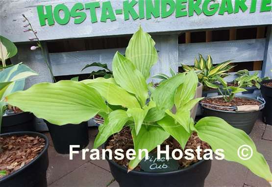 Hosta Piper Cub